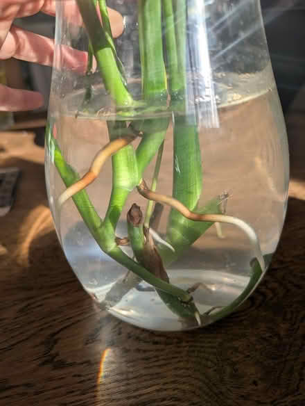 Photo of free ready to pot Monstera plant (1533 Templeton Pl) #2