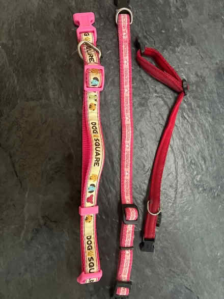 Photo of free 3 collars for small dog (Bexhill on sea TN39) #1