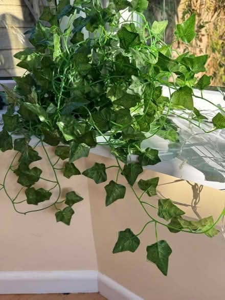 Photo of free Faux trailing ivy (Galgate LA2 0) #2