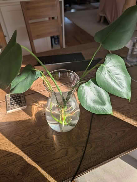 Photo of free ready to pot Monstera plant (1533 Templeton Pl) #1