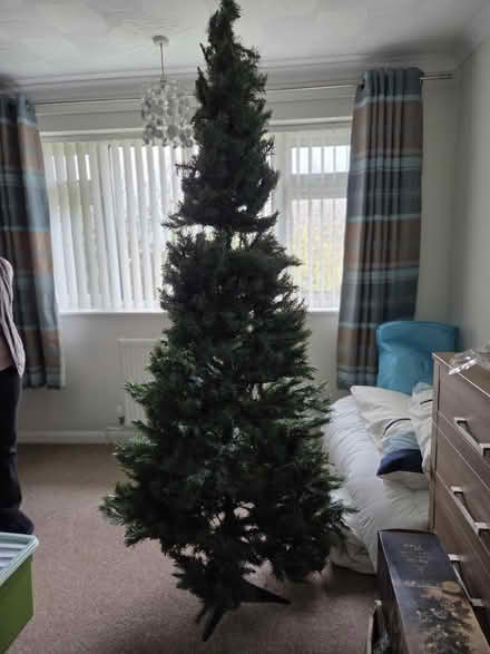 Photo of free Christmas Tree (Hucclecote GL3) #1