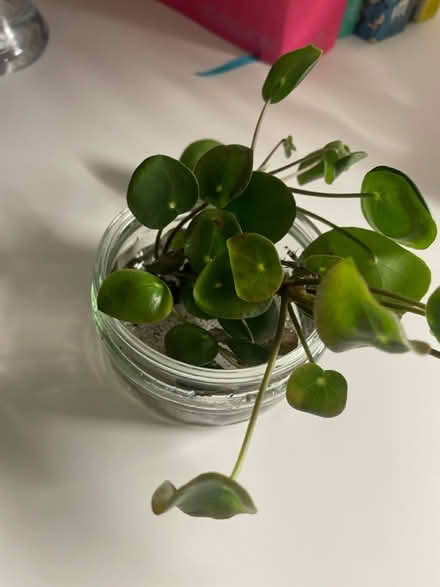 Photo of free Assortment of young succulents (Woodingdean) #1