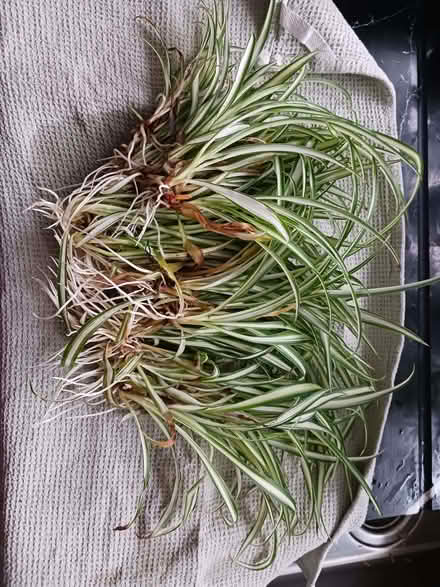 Photo of free Spider Plants (Rainham ME8) #1