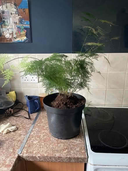 Photo of free House Plant (Chilwell NG9) #1