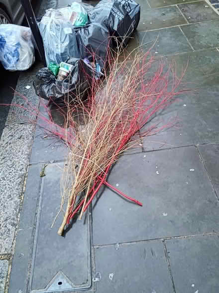 Photo of free Christmas tree substitute? Red and gold branches (Westbourne Park W11) #1