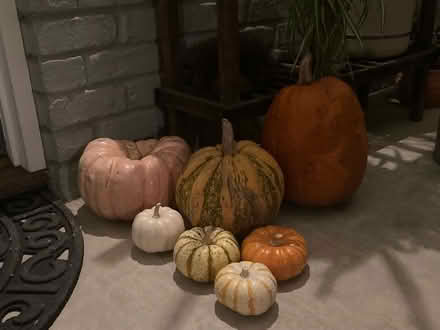 Photo of free Pumpkins (Lamorinda) #1