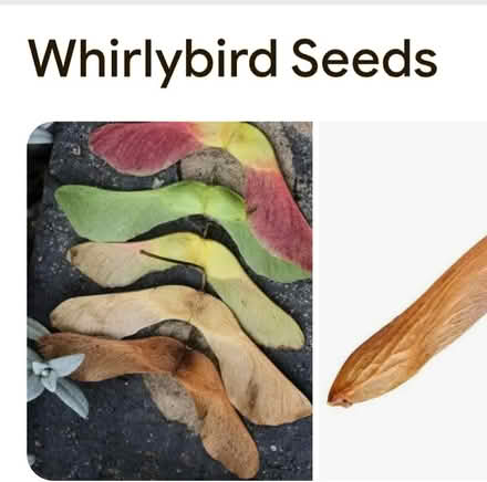 Photo of Maple or other flying seeds (SR, Bret Harte, near Jackson's) #1