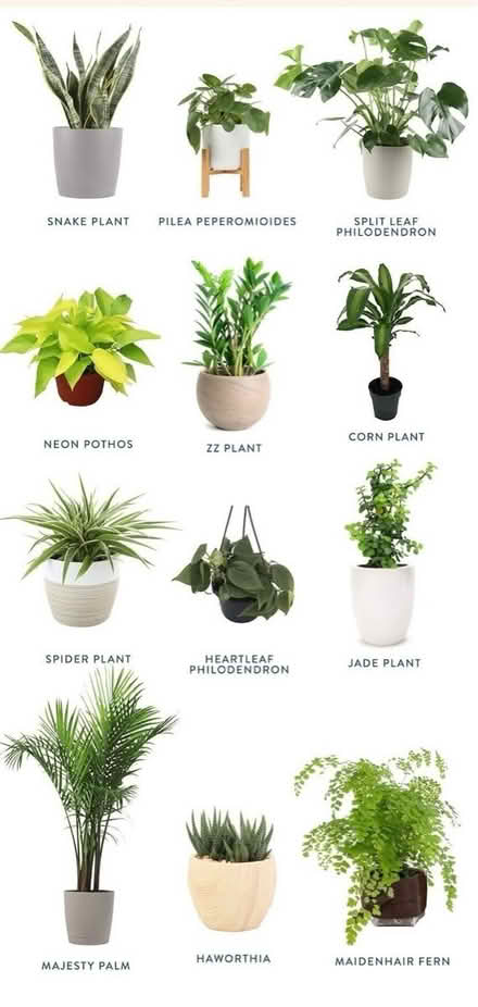 Photo of Living/artificial houseplants (CV2) #1