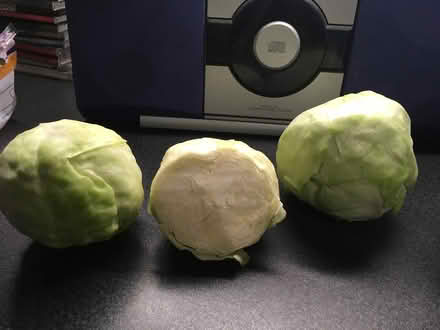 Photo of free Cabbage for chickens/ rabbits etc (Springfield MK6) #1