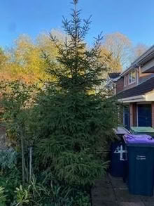 Photo of free Large Christmas Tree! (Telford and Wrekin TF7) #1