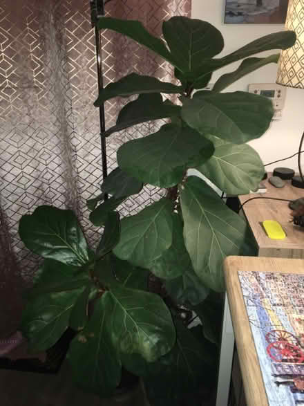 Photo of free House plant cutting (Greenwich MV, SE10) #4