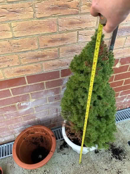 Photo of free 2 small pine trees (Shenley WD7) #1