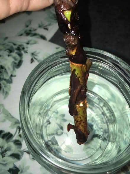 Photo of free House plant cutting (Greenwich MV, SE10) #3