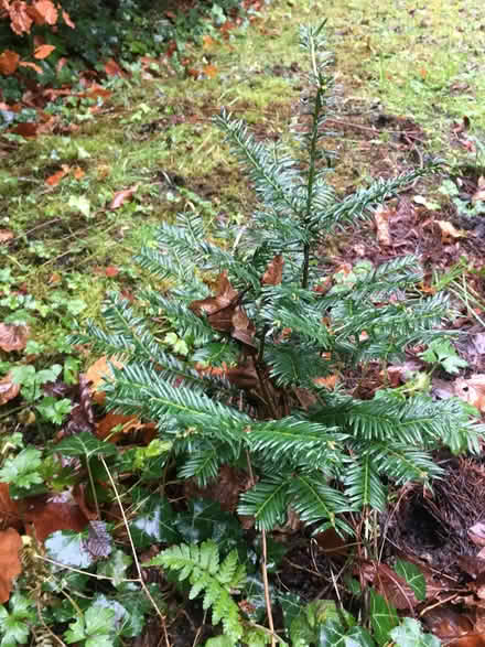 Photo of free Tree seedlings, saplings, young trees (Great Moor SK2) #2