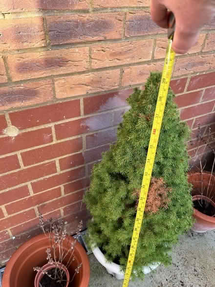 Photo of free 2 small pine trees (Shenley WD7) #2