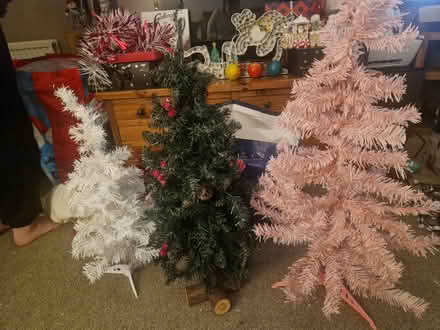 Photo of free 3 small trees (green one pending) (Edinburgh EH12) #1