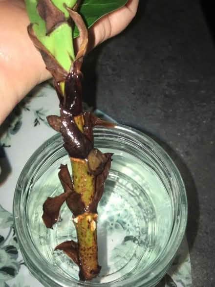 Photo of free House plant cutting (Greenwich MV, SE10) #2