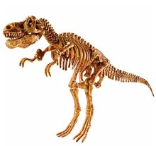 Photo of Fossils/Dinosaur stuff (Bedminster) #1