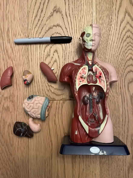 Photo of free Desktop Anatomy Model (Hintonburg) #2