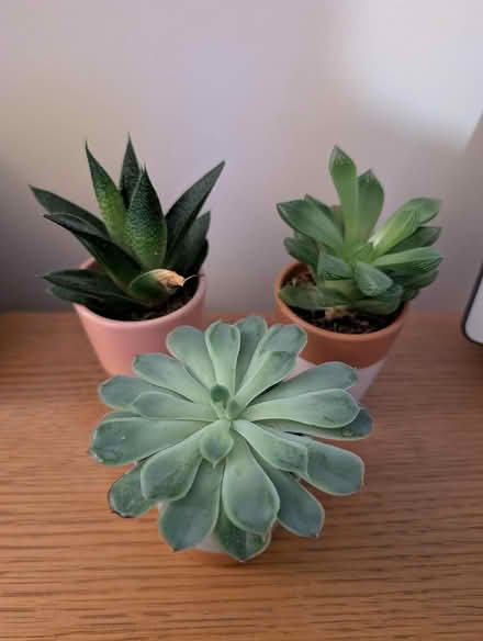 Photo of free Succulents (Ingol PR2) #1
