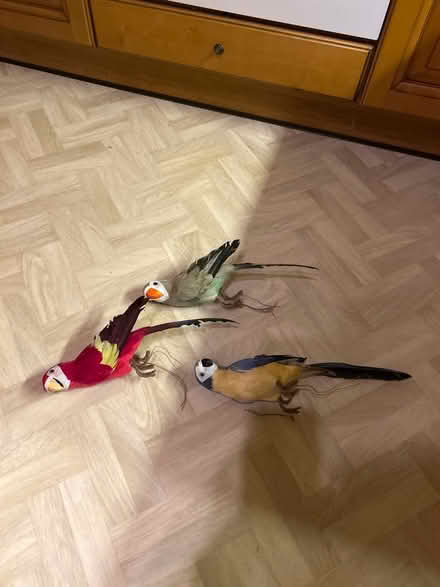 Photo of free Parrots (Funtley PO17) #2