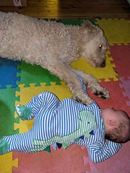 Photo of Dog toys (Ipswich IP1) #1