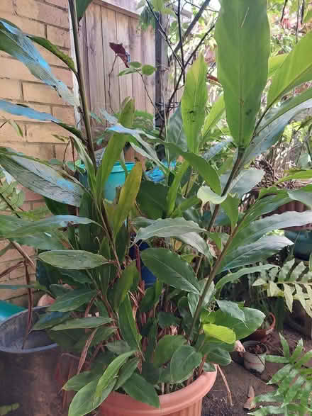 Photo of free Plants (Glebe) (glebe) #2