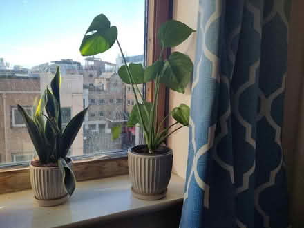 Photo of free Pot plants (E14 9FE) #1