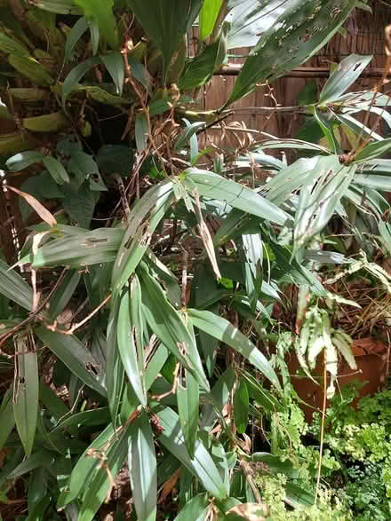 Photo of free Plants (Glebe) (glebe) #1