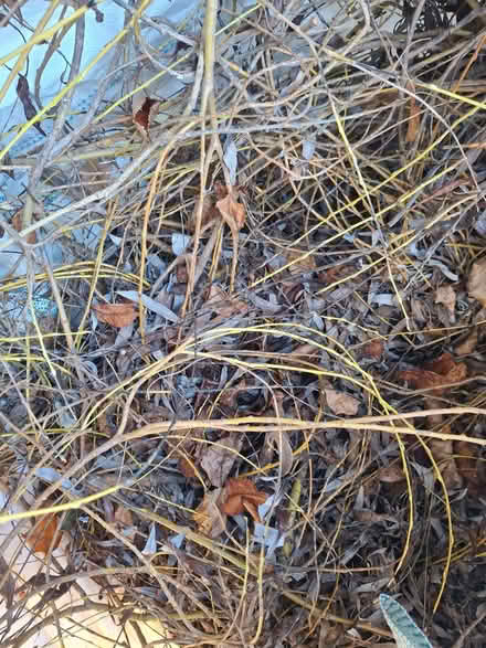 Photo of free Willow trimmings (Abraham Heights LA1) #1