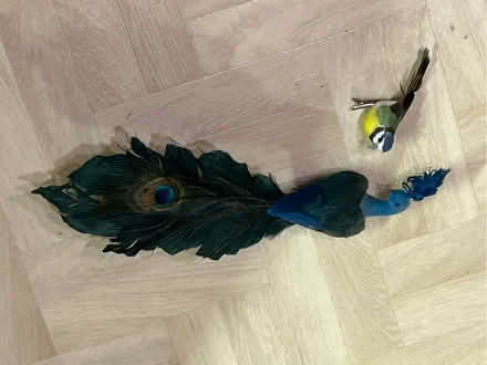 Photo of free Decorative birds (Funtley PO17) #1