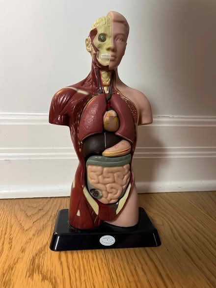 Photo of free Desktop Anatomy Model (Hintonburg) #1