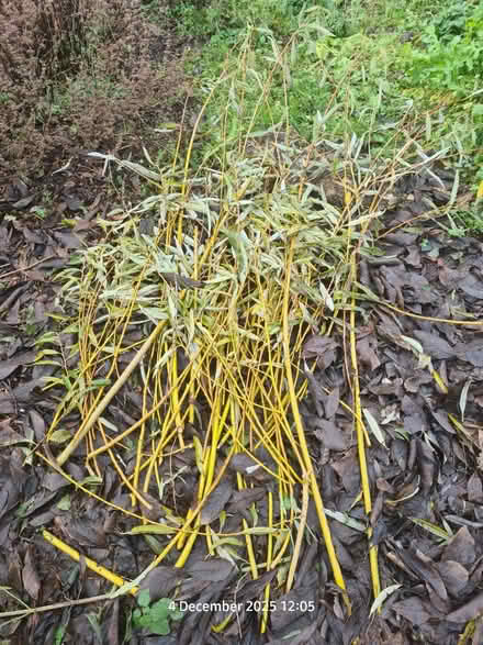 Photo of free Willow Tree Cuttings (Locking BS24) #1
