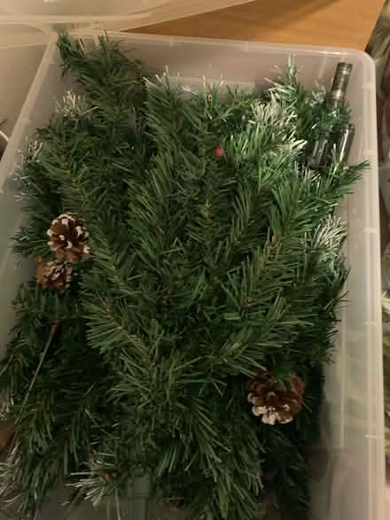 Photo of free Christmas tree (Telegraph Hill Lewisham) #1