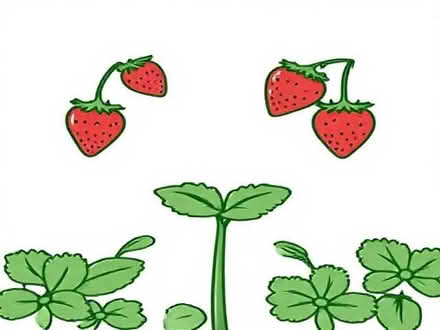 Photo of free Cambridge Favourite Strawberry Plants (St Helens TN34) #1