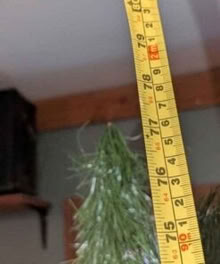 Photo of free Artificial Christmas Tree (Ottawa and surrounding area) #2