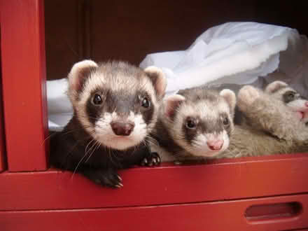 Photo of Fleece blankets and duvet (Fearnhead WA2) #1