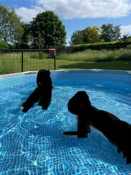 Photo of free 12 ft swimming pool & filter (Foxton) #3