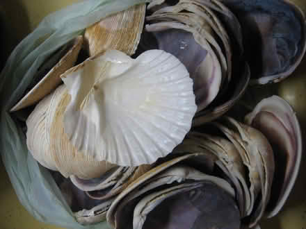 Photo of free Clam shells (for stuffed clams) (castro valley) #2