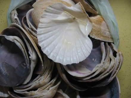 Photo of free Clam shells (for stuffed clams) (castro valley) #1