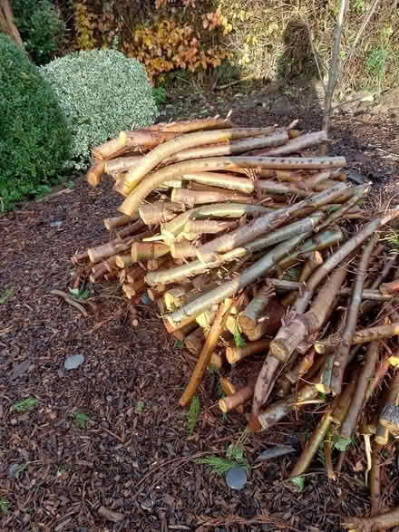 Photo of free Logs from fir tree (Knighton LD7) #1
