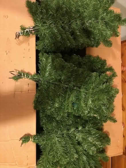 Photo of free Christmas Tree six foot (Little Totham CM9) #1