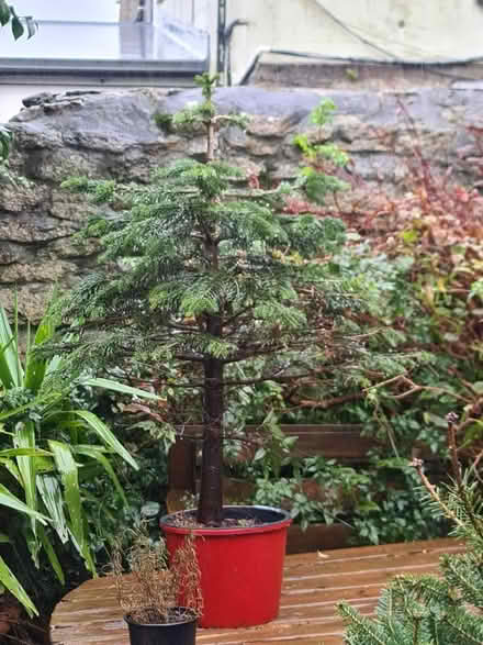 Photo of free Christmas tree (St Just TR19) #1