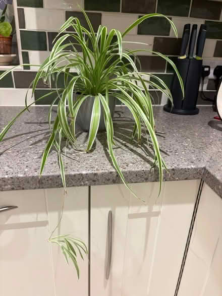 Photo of free Medium sized Spider plant (Taunton Somerset) #1