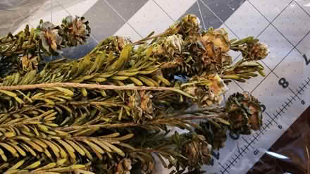 Photo of free Dried Eucalyptus and White Tortum (Owings Mills/Reisterstown) #3