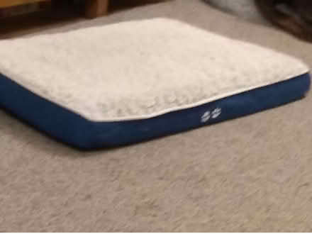 Photo of free Dog bef (Newent GL18) #1