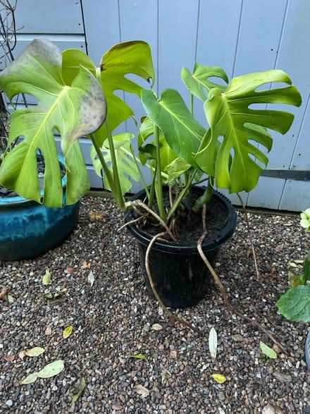 Photo of free Monstera in plant (Dore S17) #1