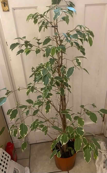 Photo of free Weeping Fig plant 4.5ft tall (Carlisle CA1) #1