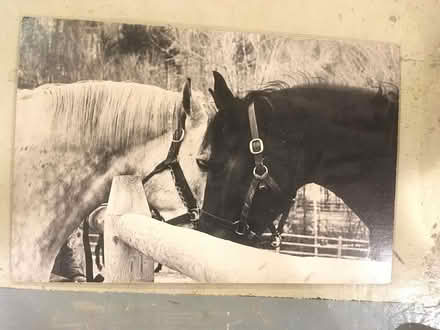 Photo of free Large photograph of two horses (Wallingford) #1