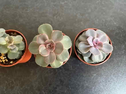 Photo of free Echeveria Succulent Houseplants (Wigston Magna) #2
